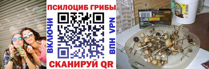 Псилоцибиновые грибы Psilocybe наркотики гидра рабочий сайт Чаплыгин